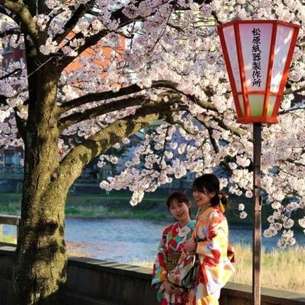Japanse vrouwen bij de kersenbloesem in Kanazawa