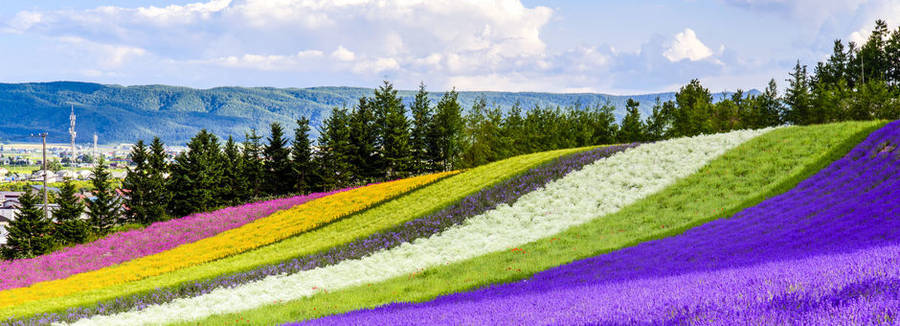 Bloemenvelden op Hokkaido