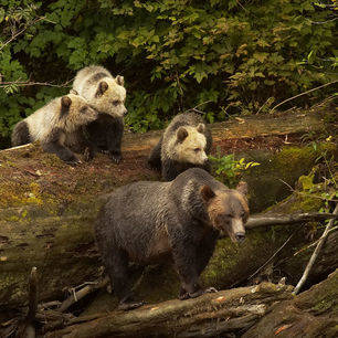 Canada-Vancouver-Island-berenfamilie