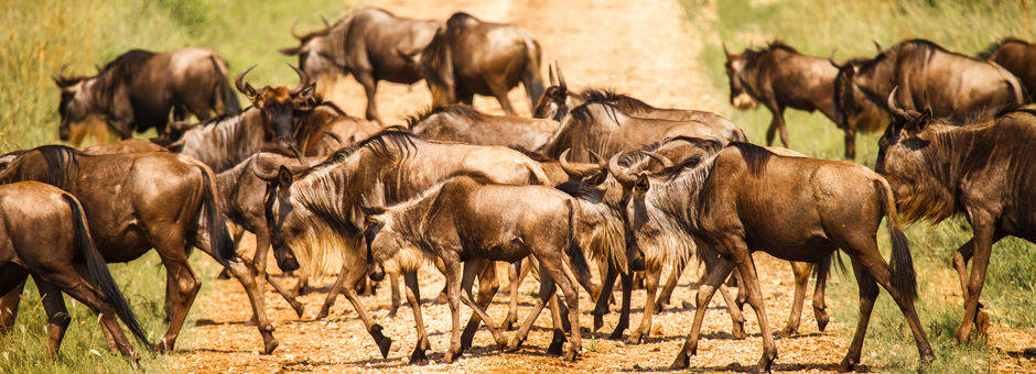 Een kudde gnoesen in de natuur van Zuid-Afrika
