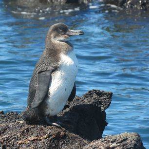 Een pinguin op Santiago, Galapagos