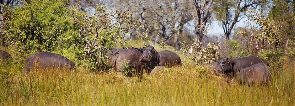 Botswana-Moremi-Nijlpaard_1_376213
