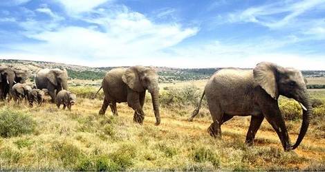 elephants_walking_at_addo by NMBT_2