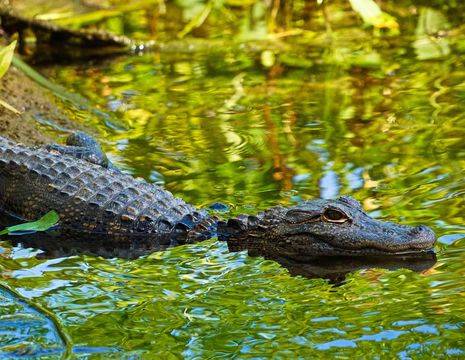VerenigdeStaten-Rockies-WakullaSprings-krokodil