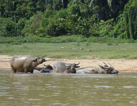 Maleisie-Taman-Negara-waterbuffels