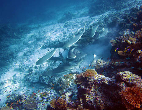 Malediven-Algemeen-Haaien-05