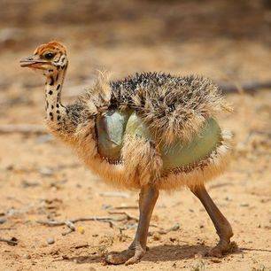 Een lieve baby struisvogel in Zuid-Afrika