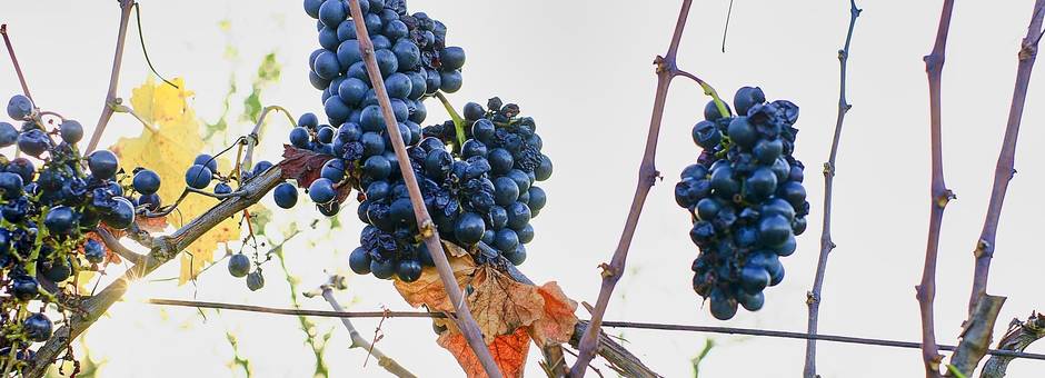 Hawkes-Bay-druiventrossen-in-wijngebied