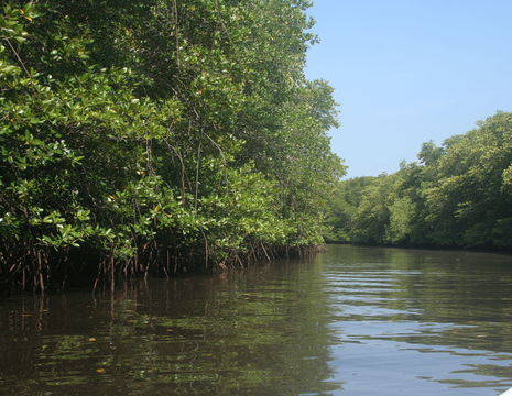 Indonesie-Bali-NusaLembongan-mangrove3