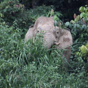 In de verte zagen wij opeens een olifant in Maliau - Maleisie