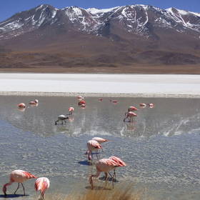 Flamingo's bij Uyuni