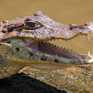 Tortuguero-NP-23-krokodil(10)