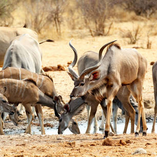 Etosha kudu shutterstock_229482478(10)