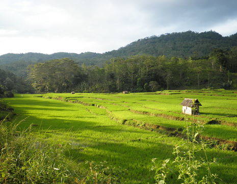 Indonesie-Flores-rijstveld