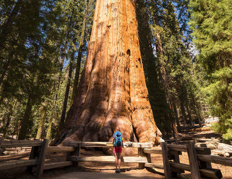 Amerika-Sequoia-General-Sherman-Tree