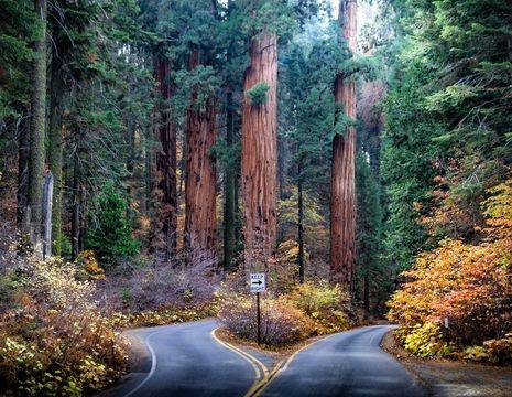 Amerika-Sequoia-National-Park-Opgesplitste-weg