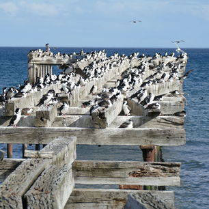 Chili-Punta-Arenas-vogels-bij-de-kust