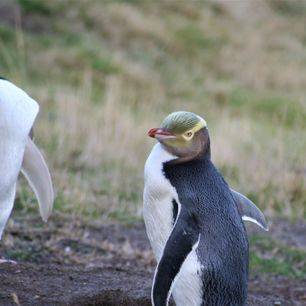 Nieuw-Zeeland-Zuidereiland-Dunedin-Yellow-eyed-pinguins-48