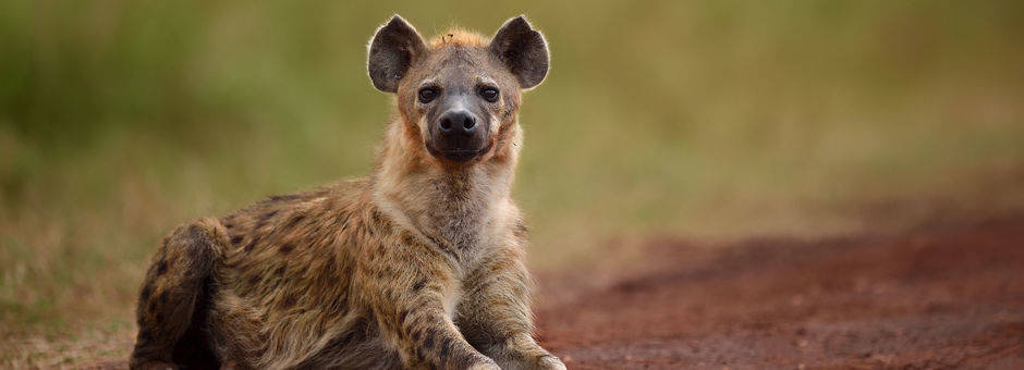 Zuid-Afrika-Fauna-Hyena_2_297074