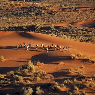 Kalahari woestijn(10)