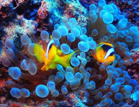 Indonesie-oostelijk-vissen-koralen-duiken