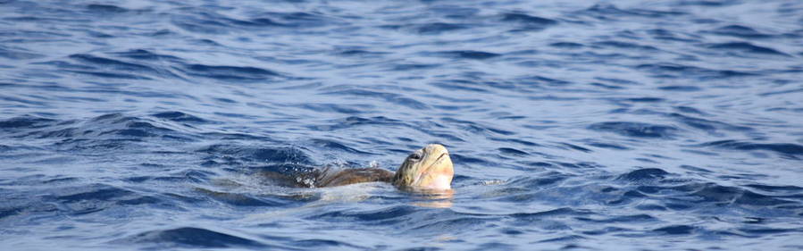 Zeeschildpad nabij Isla del Caño - Costa Rica