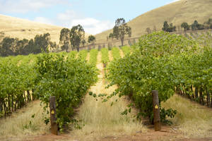 Australie-Barossa-Valley-wijngaarden