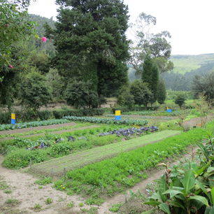 Ecuador-Cayambe-landbouw