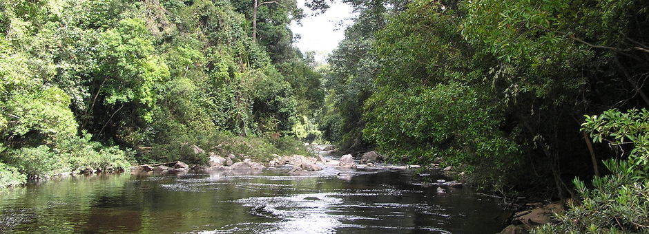 Maleisie-WestMaleisie-TamanNegara-regenwoudrivier(13)