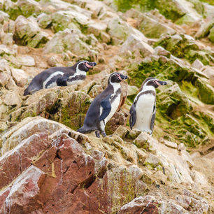 Peru-Islas-Ballestas-Pinguins-op-de-rotsen_2_338688