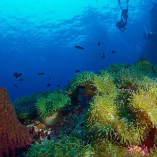 Thailand-KohTao-onderwaterwerld1_2_281813
