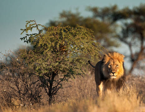 Tanzania-Serengeti-Leeuw1