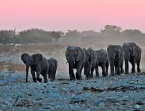 Op safari in Etosha