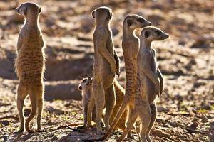 Central Kalahari Wildlife Rese