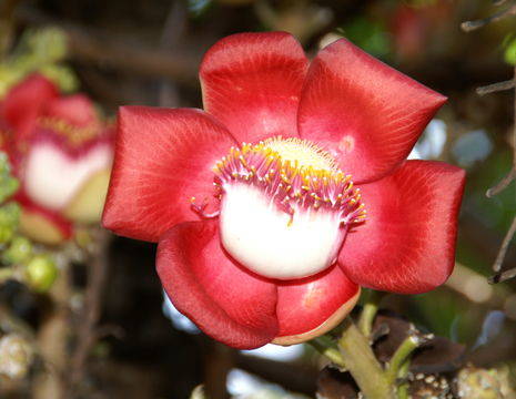 Cambodja-bloemen.bloem1(17)