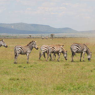 Kenia-MasaiMara-Wildlife