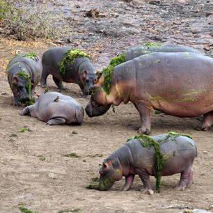 Zuid-Afrika-Nijlpaarden