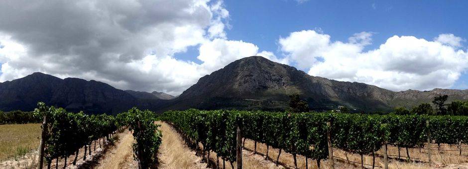 De wijnranken van Franschhoek in Zuid-Afrika