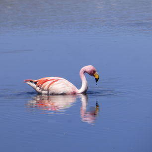 Bolivia-Uyuni-flamingo-2