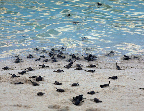 Schildpaddenjongen op het strand van Lankayan