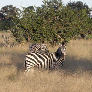 Botswana-Khwai-Zebra1_1_376266