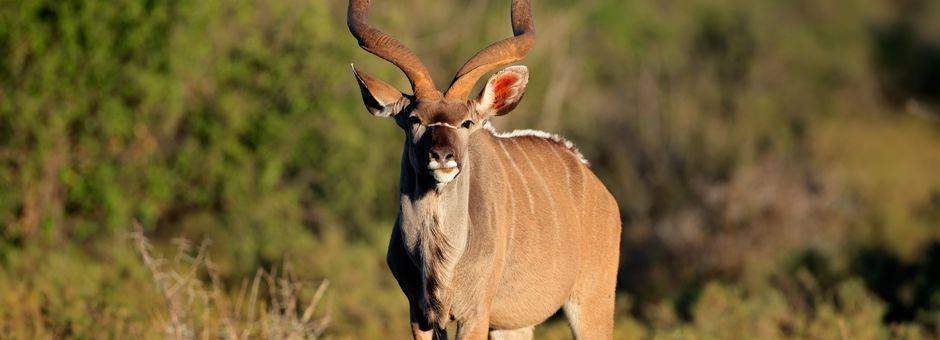 Ook Kudu's leven in de Zuid-Afrikaanse Nationale parken