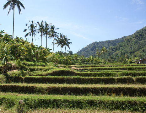 Indonesie-Bali-Munduk-rijstvelden_1_100769