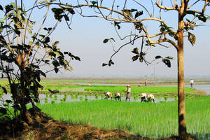 Locals werken op het rijstveld in Pyay