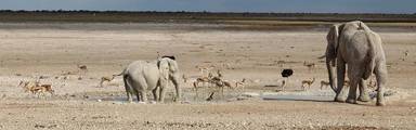 Olifanten op de vlaktes van Etosha in Namibië