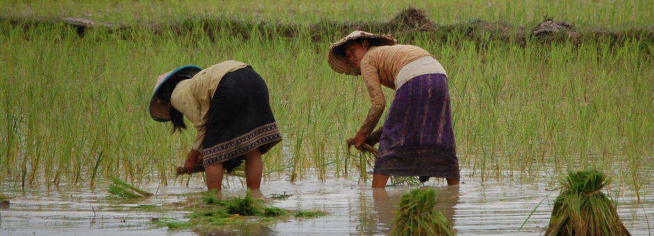 Laos-VangVieng-rijst_1
