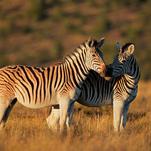Mooie zebra's, Zuid-Afrika
