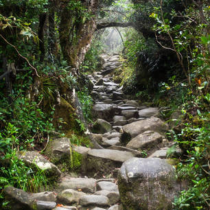 Sabah-MountKinabalu-trail-from-rocks-in-jungle(8)