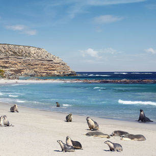 Australie-Kangaroo-Island-Seal-Bay-zeehonden