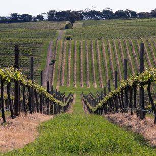 Australie-McLaren-Vale-wijngaarden